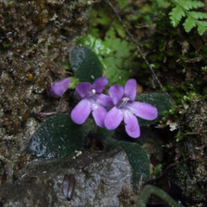 神農架唇柱苣苔 Primulina tenuituba (W. T. Wang) Yin Z. Wang