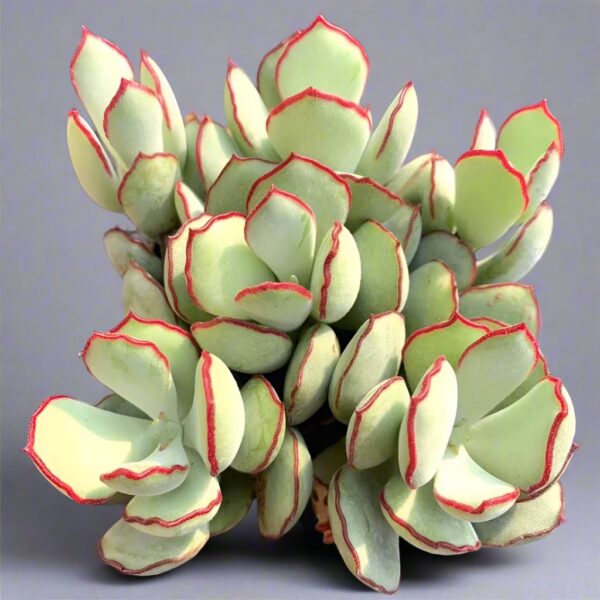 姬福娘 Choco Line (Cotyledon papillaris)：圖片 2