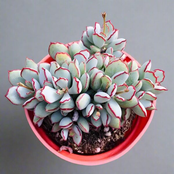 姬福娘 Choco Line (Cotyledon papillaris)