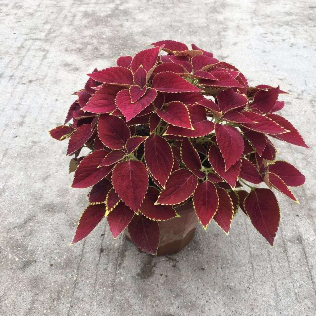 彩葉草 Coleus 'Chocolate Mint'