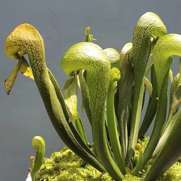 眼鏡蛇瓶子草 Cobra Lily (Darlingtonia californica) (直徑2-4cm)：圖片 2