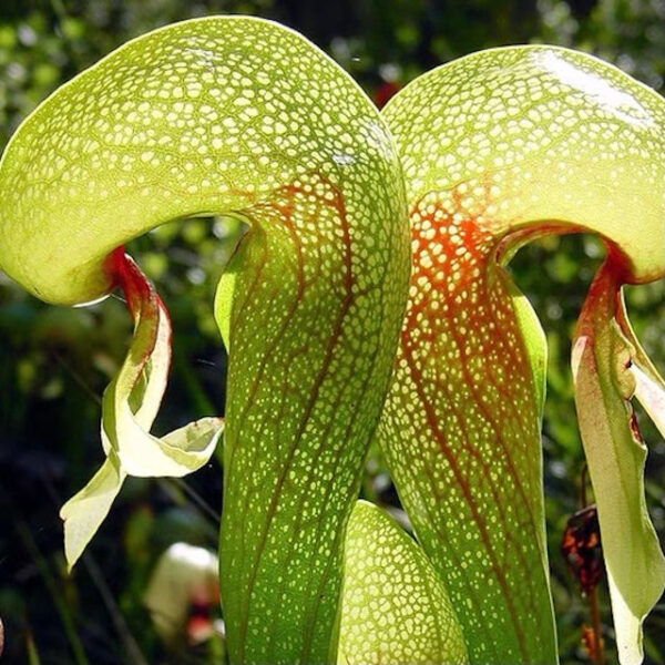 眼鏡蛇瓶子草 Cobra Lily (Darlingtonia californica) (直徑2-4cm)：圖片 3