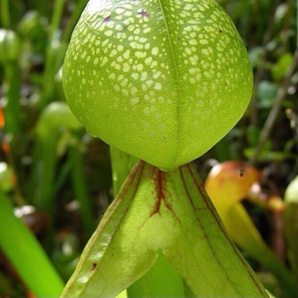 眼鏡蛇瓶子草 Cobra Lily (Darlingtonia californica) (直徑2-4cm)：圖片 4