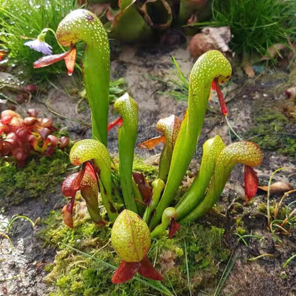 眼鏡蛇瓶子草 Cobra Lily (Darlingtonia californica) (直徑2-4cm)