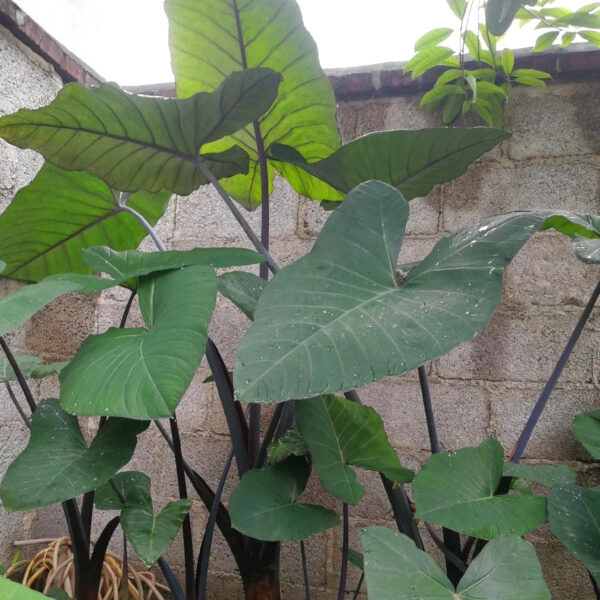 紫芋 Colocasia antiquorum：圖片 2