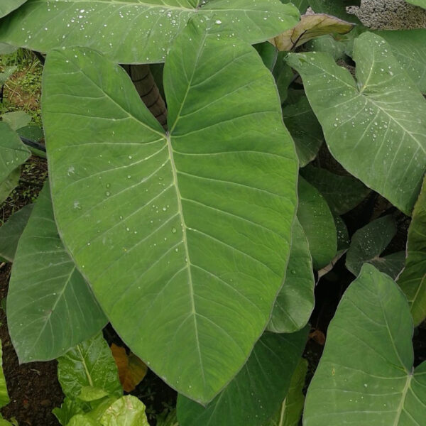 紫芋 Colocasia antiquorum