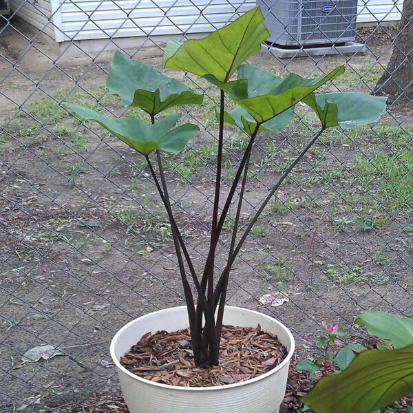 芋屬 Coffee Cups Elephant Ear (Colocasia esculenta 'Coffee Cups')：圖片 2