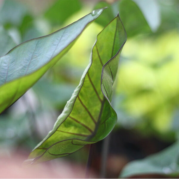 芋屬 Coffee Cups Elephant Ear (Colocasia esculenta 'Coffee Cups')：圖片 3