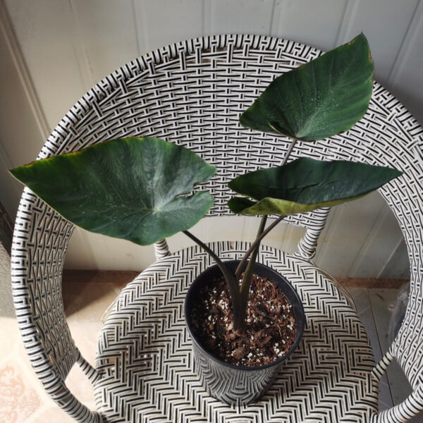 芋屬 Coffee Cups Elephant Ear (Colocasia esculenta 'Coffee Cups')