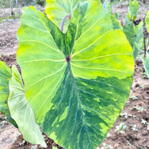 芋 Colocasia esculenta 'Lemon Lime Gecko'