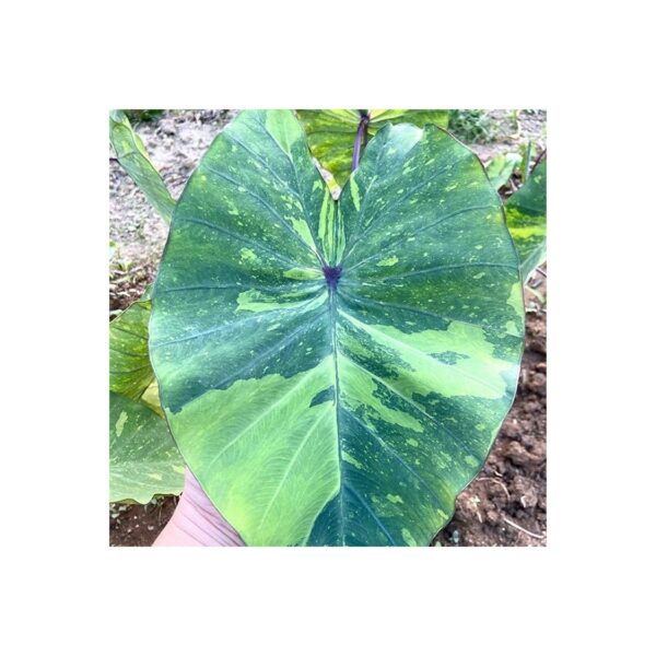 芋 Colocasia Esculenta 'Lemon Lime Gecko' (Colocasia Esculenta)：圖片 2