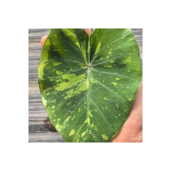 芋 Colocasia Esculenta 'Lemon Lime Gecko' (Colocasia Esculenta)：圖片 3