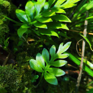 線蕨 Colysis elliptica (Thunb.) Ching