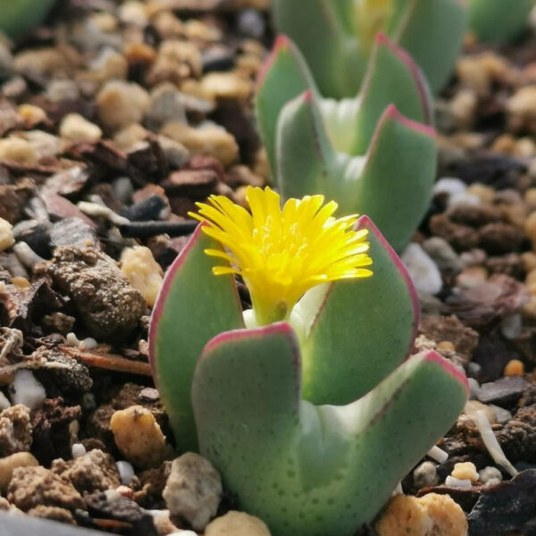 肉錐 Conophytum christiansenianum：圖片 2