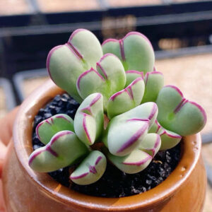 肉錐 Conophytum christiansenianum