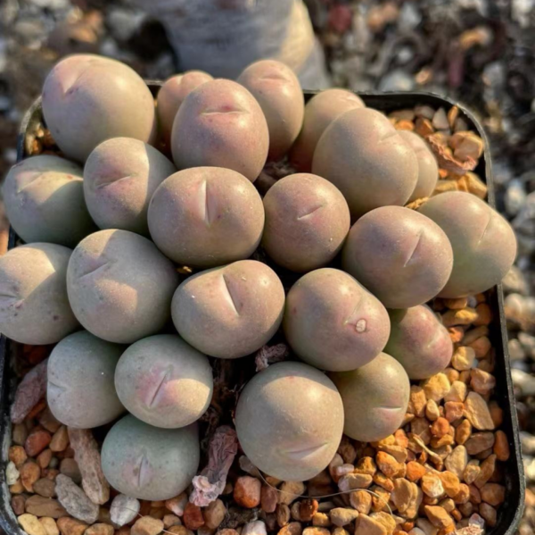 肉錐 Conophytum globosum