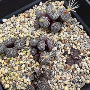 墨小錐 Minimum Wittebergense