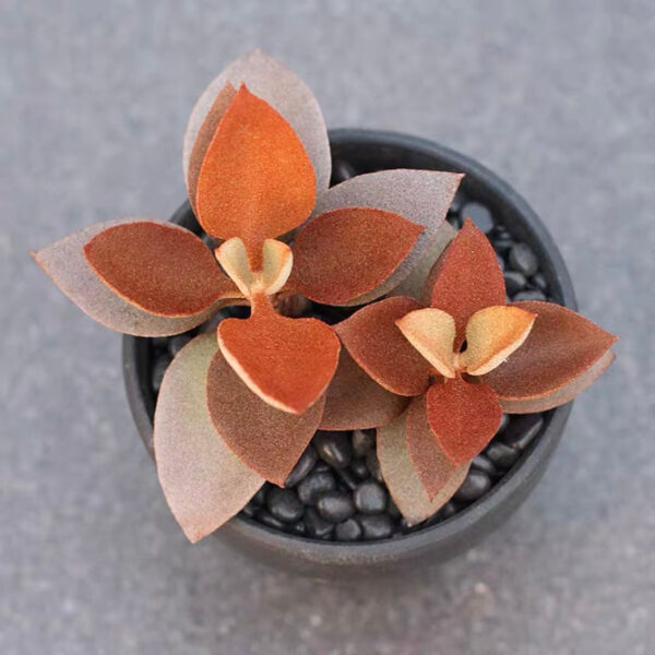 天人之舞 Copper Spoon (Kalanchoe orgyalis)：圖片 3