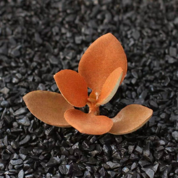 天人之舞 Copper Spoon (Kalanchoe orgyalis)：圖片 2