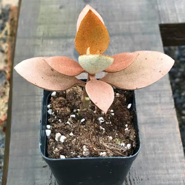 天人之舞 Copper Spoon (Kalanchoe orgyalis)