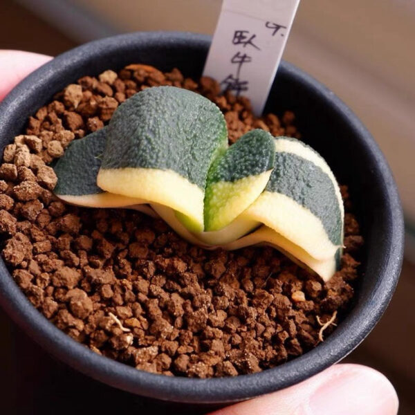 臥牛錦 Cow tongue (Gasteria armstrongii f.variegata)：圖片 2