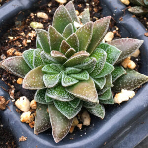 松之銀 Crassula 'Frosty'