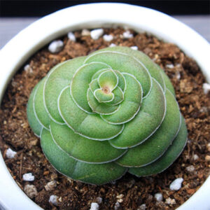Crassula hemisphaerica