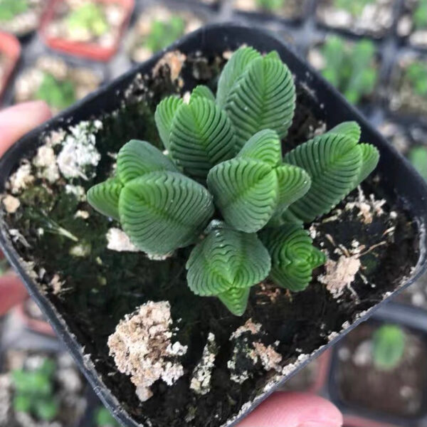 達摩綠塔 Pagoda Mini Jade (Crassula quadrangularis) (直徑4-6cm)：圖片 2