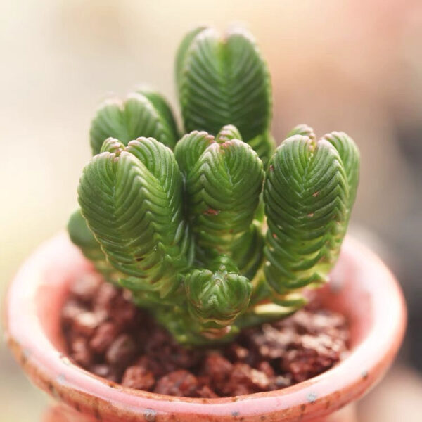 達摩綠塔 Pagoda Mini Jade (Crassula quadrangularis) (直徑4-6cm)