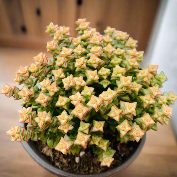小米星 Crassula rupestris 'Tom Thumb'