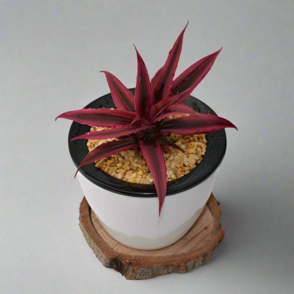 姬鳳梨屬 “紅絲帶” Bromeliad (Cryptanthus bivittatus 'Red Ribbons')