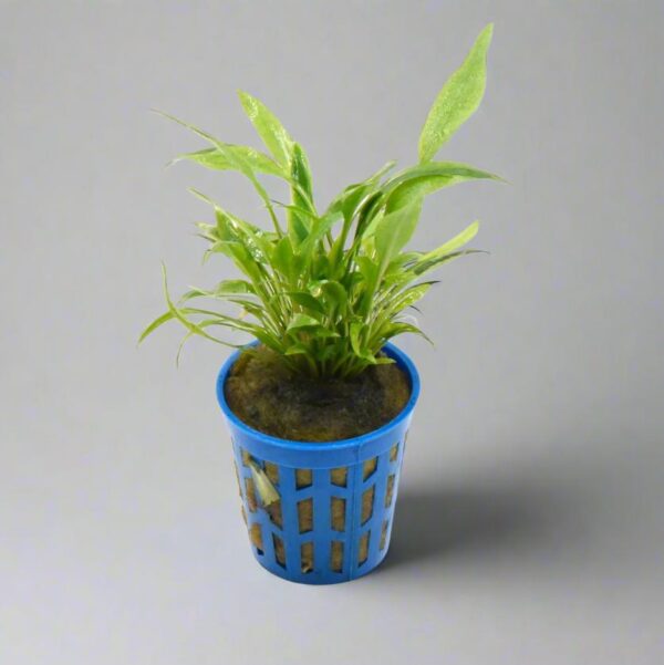 露森椒草