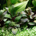 火烈鳥椒草 Cryptocoryne sp. “Flamingo”