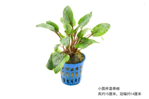 溫蒂椒草：圖片 2