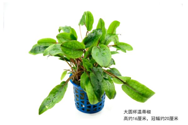 溫蒂椒草：圖片 3