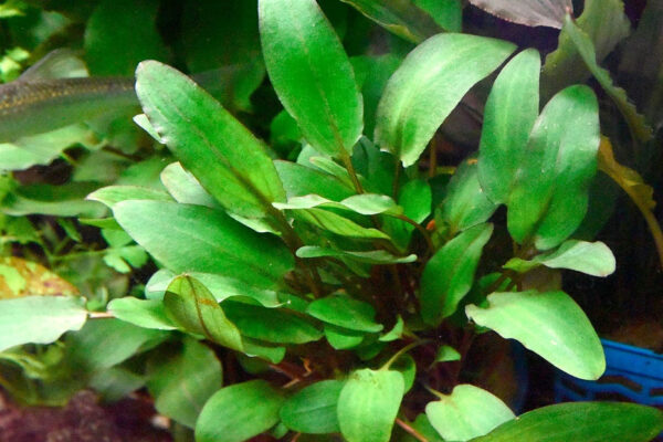 溫蒂椒草