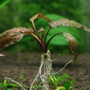 虎斑椒草 Cryptocoryne nurii