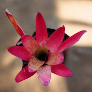 五彩鳳梨屬 Cyanea (Bromeliad Neoregelia)