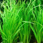泰國水劍 Cyperus helferi