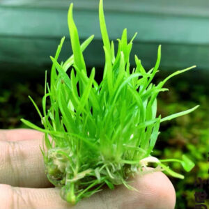 迷你椒草 Tiny Cryp (Cryptocoryne parva)