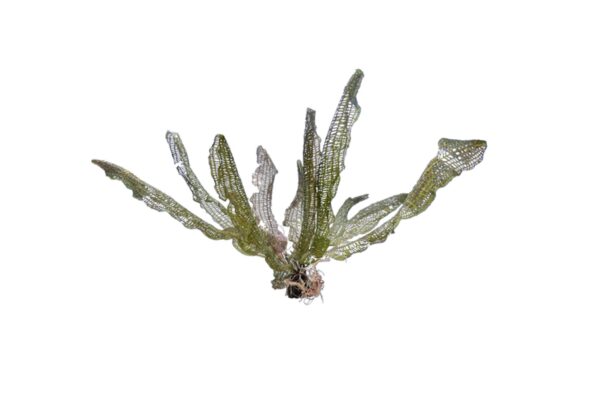 網草：圖片 2