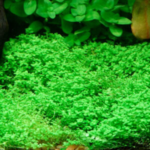 迷你矮珍珠 (無菌)