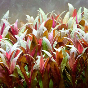 血心蘭 Alternanthera reineckii