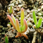 冰花 Delosperma bosseranum