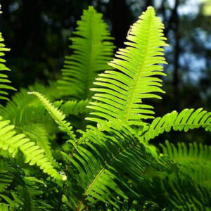 芒萁 Dicranopteris dichotoma (Thunb.) Berhn.