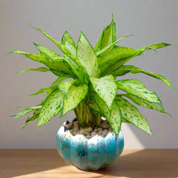 花葉萬年青 Dieffenbachia 'Star Bright'