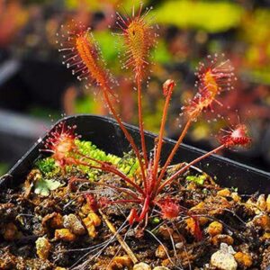 阿飛尼絲毛氈苔茅膏菜 Drosera Affinis