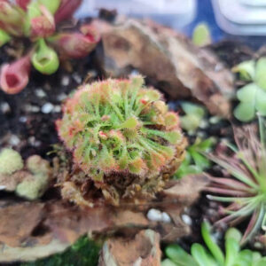 布凱茅膏菜 Drosera Burkeana