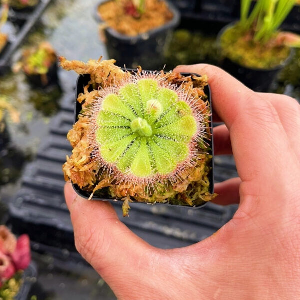 錦地羅毛氈苔茅膏菜 Drosera burmannii：圖片 3