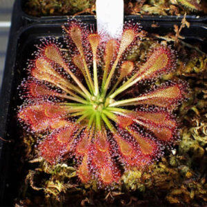 絨毛茅膏菜 Drosera Capillaris